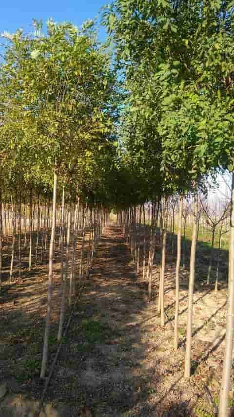 Listopadno drveće - slika 4