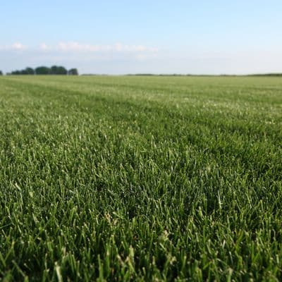 Rujan - Smanjenje košnje i vertikulacija