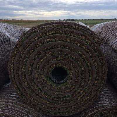 Travni busen za mediteranske zone